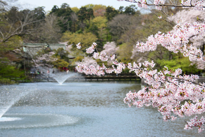 井之头公园赏樱