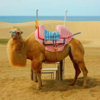 鸟取市及周边区域