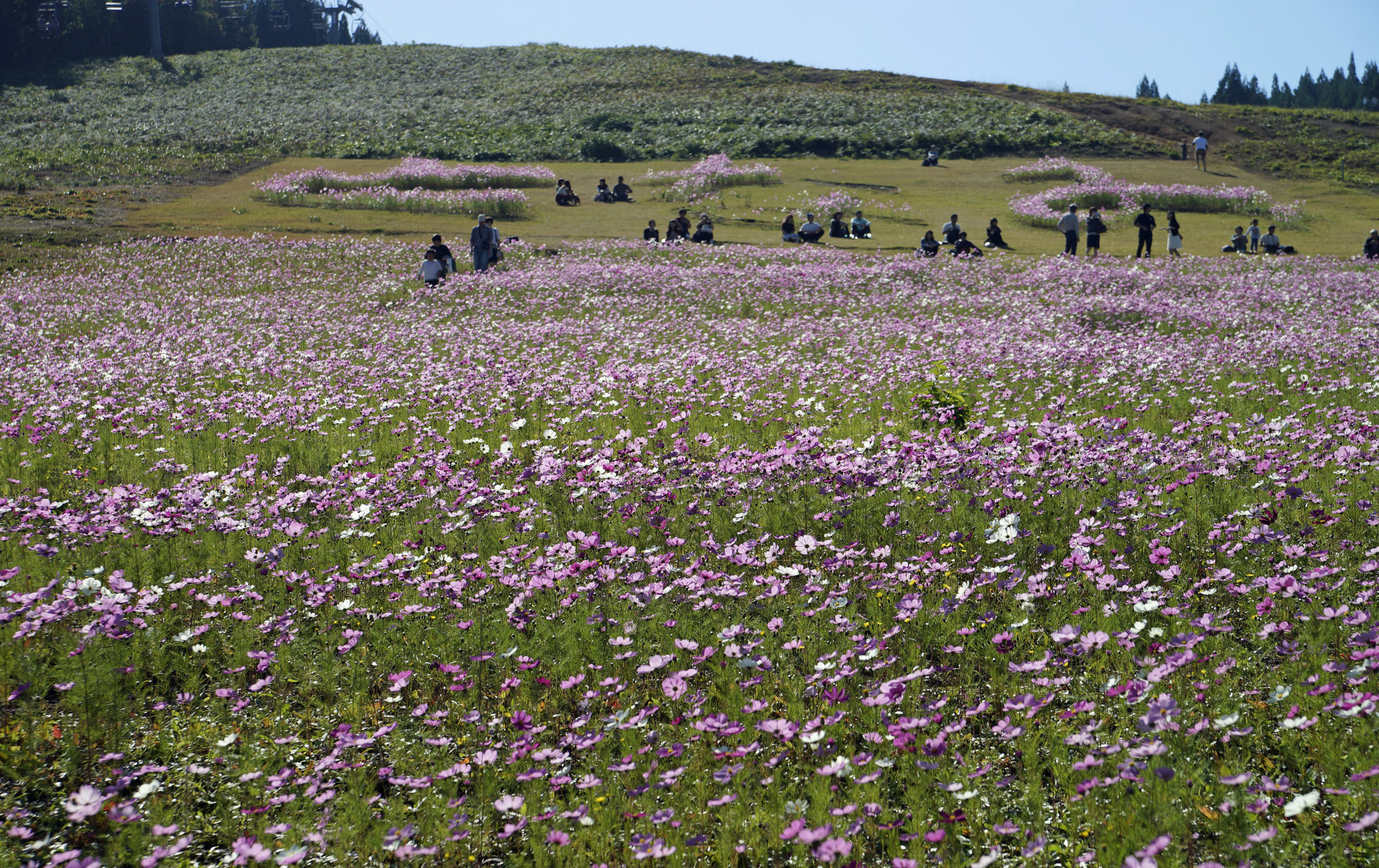 砺波梦之平秋樱观赏