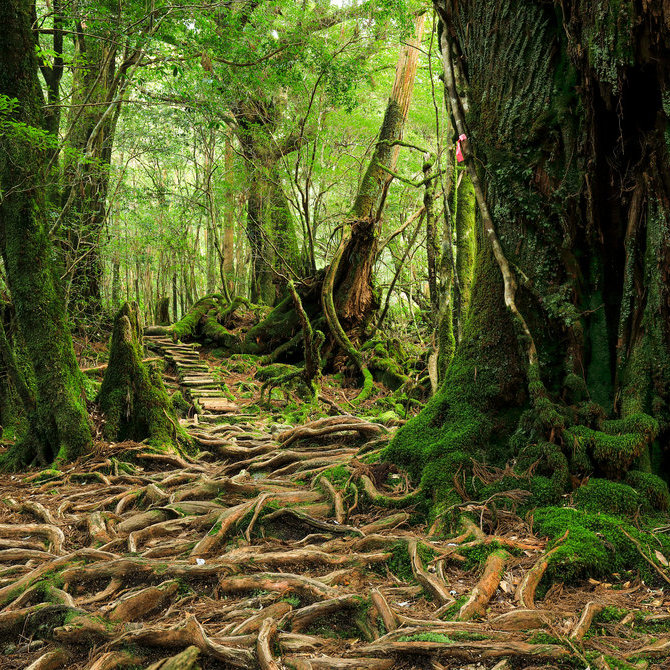 屋久岛（联合国教科文组织）