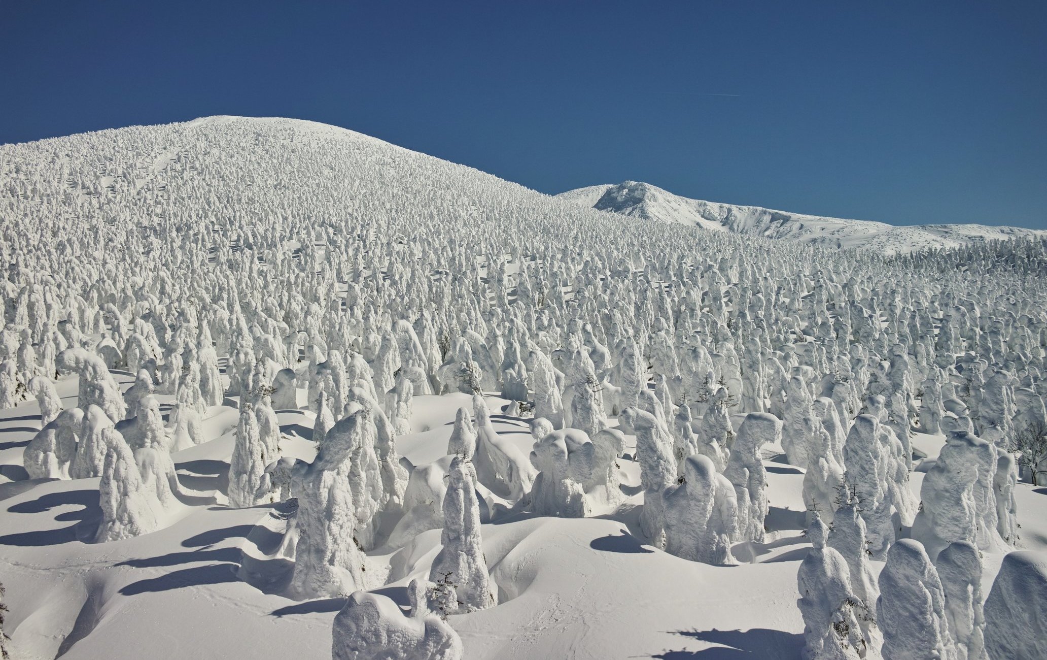 藏王树冰（山形）