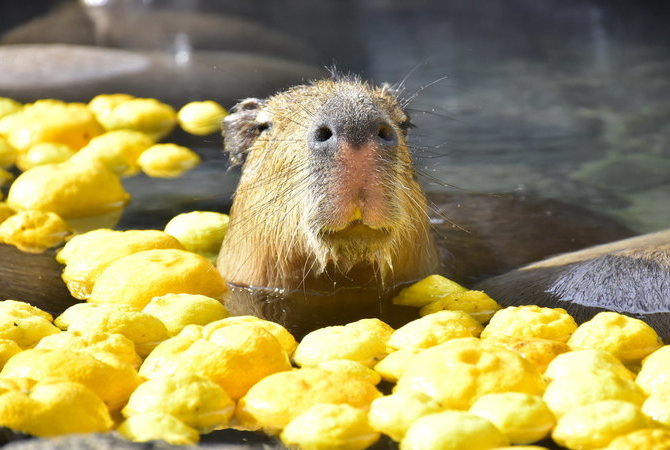 伊豆仙人掌动物园
