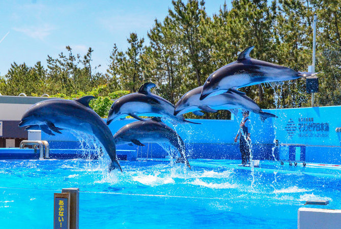 新潟市水族馆 匹亚日本海