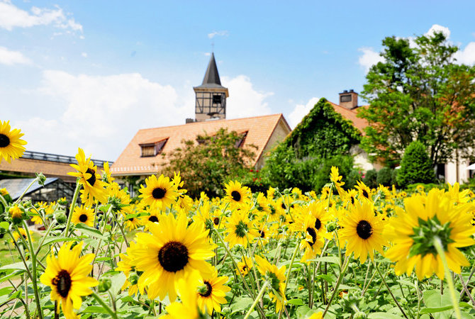 山梨县立花卉中心海蒂村