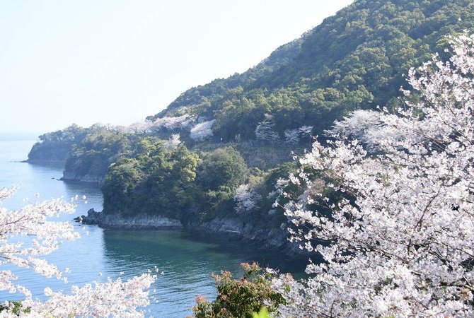 水俣市赏樱路线