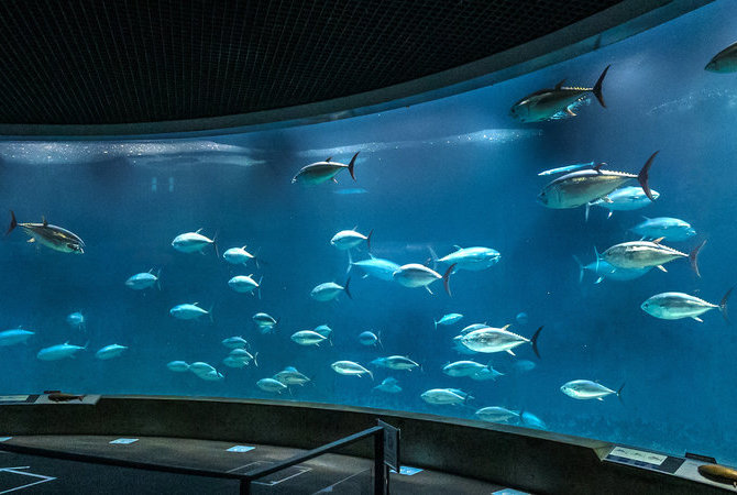 葛西临海水族园