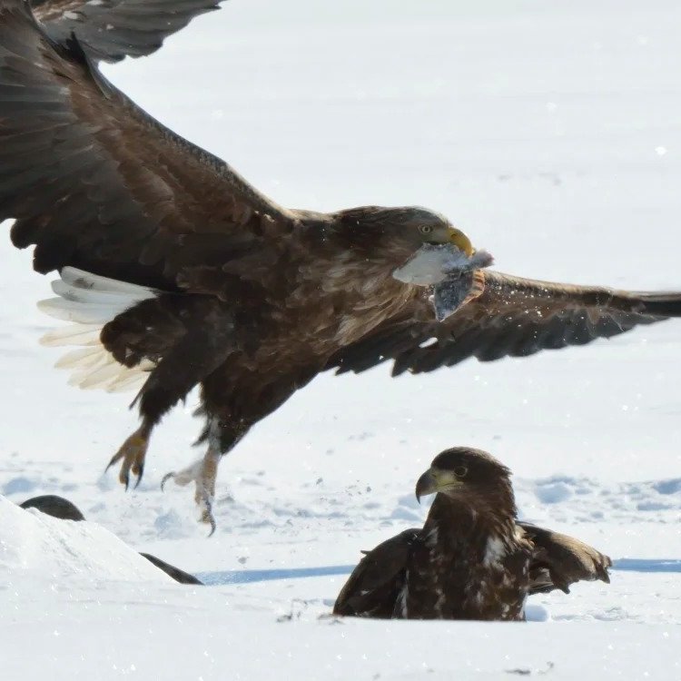 走进知床半岛的野生世界
