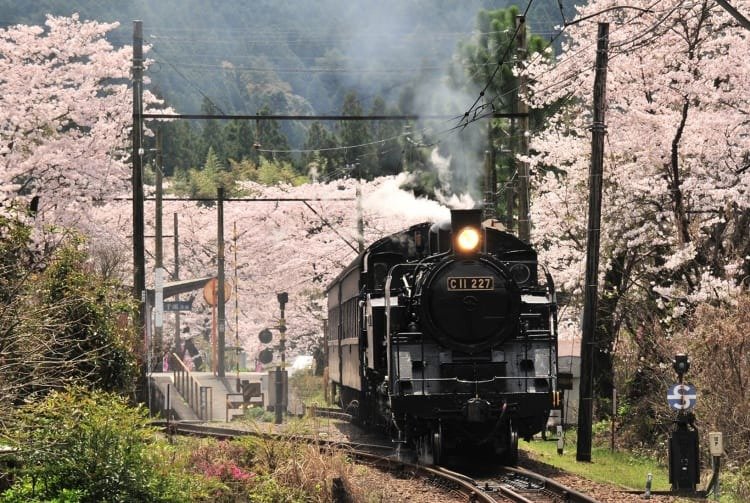 怀旧蒸汽机车“川根路号”（大井川铁道）