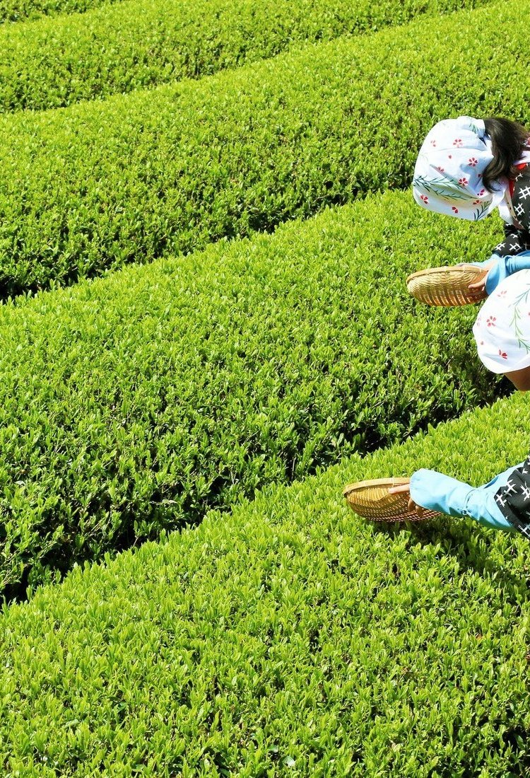 体验在日本绿茶茶农家寄宿　　　　　　　　　　　　　　　　　　　　学习如何冲泡绿茶，支持本地茶农