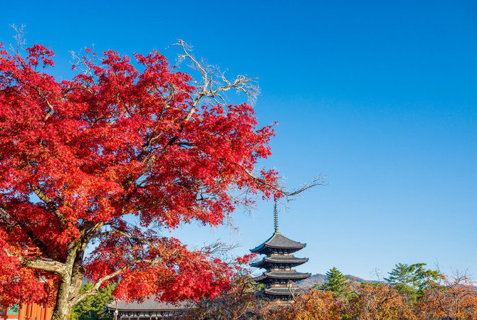 开启虚拟之旅，恣情探索日本古都的秋季美景