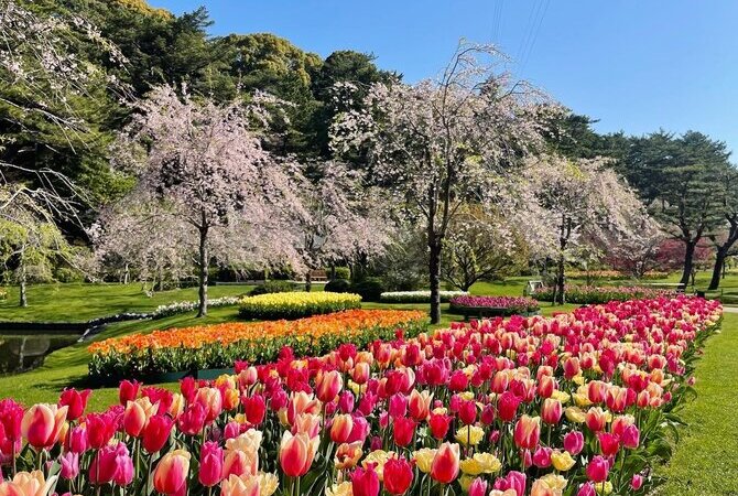 在鲜花盛开的滨松·滨名湖地区编织美好回忆［特別企划］