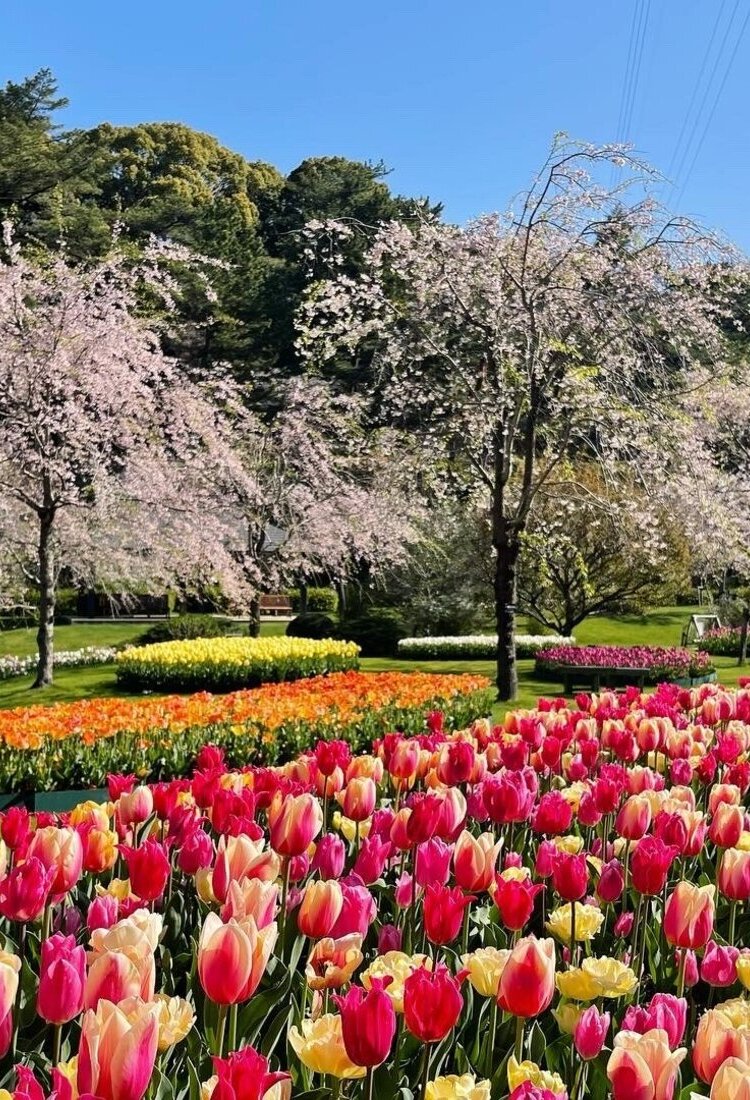 在鲜花盛开的滨松·滨名湖地区编织美好回忆［特別企划］