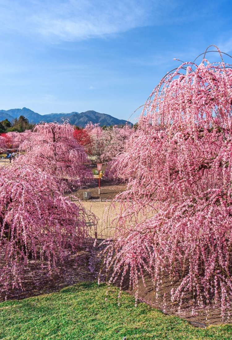 鲜花盛开的日本　初春的三重之旅［特別企划］